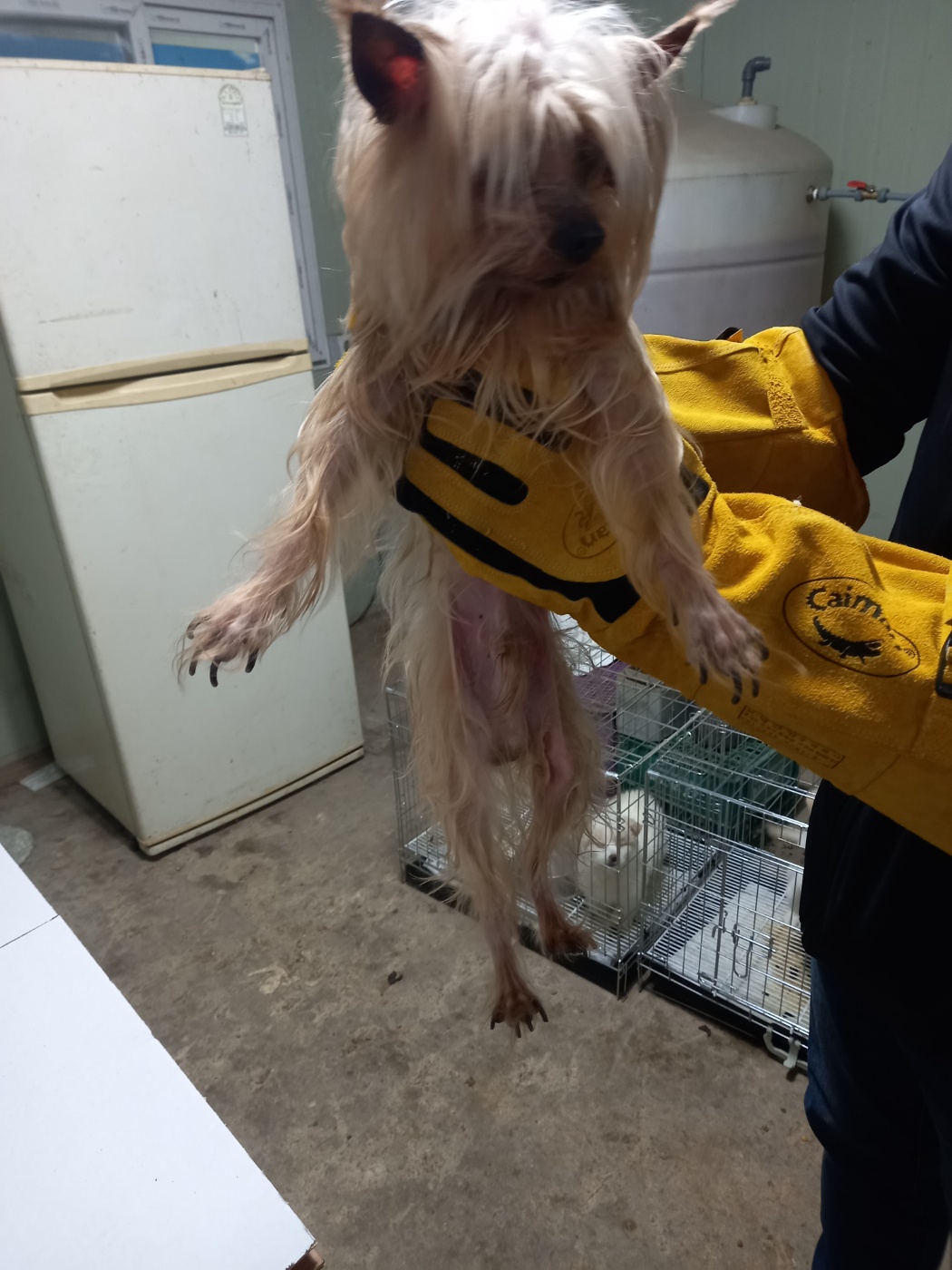 평택시유기동물보호소_441391202400343