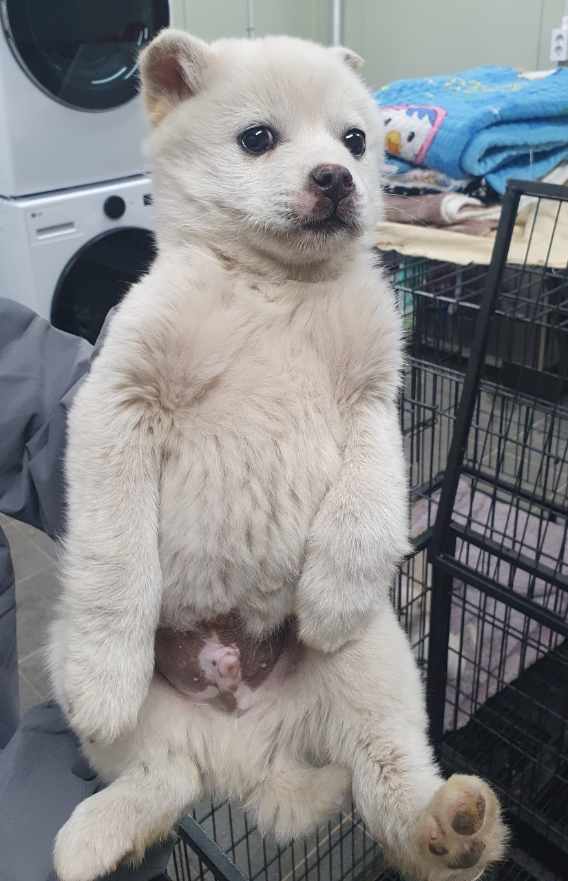 남양주시동물보호센터_441399202400432
