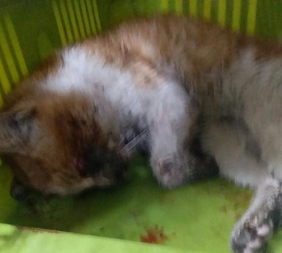 보호중 한국 고양이…