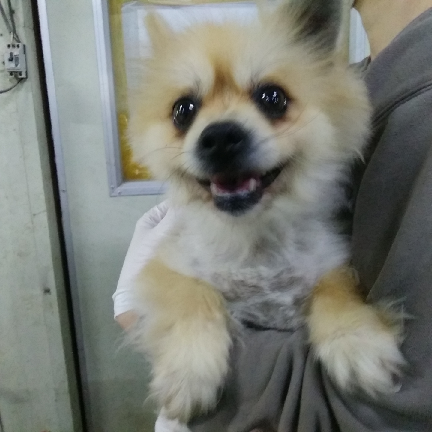 보호중 포메라니안의…