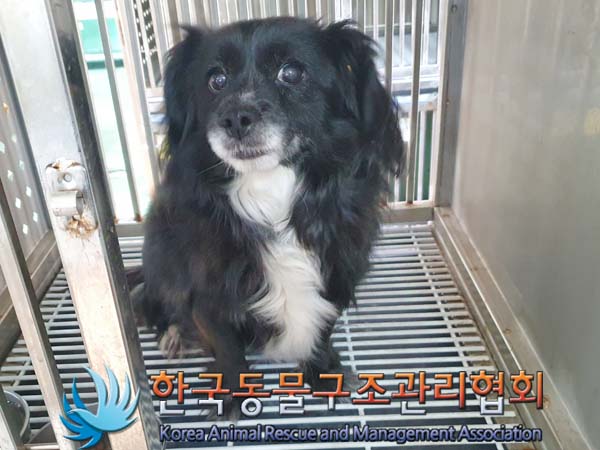 종료(입양) 믹스견…