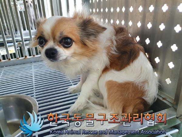 종료(반환) 치와와…