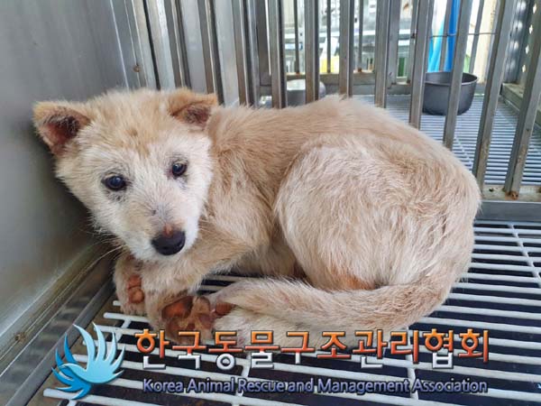 한국동물구조관리협회_441409202400309