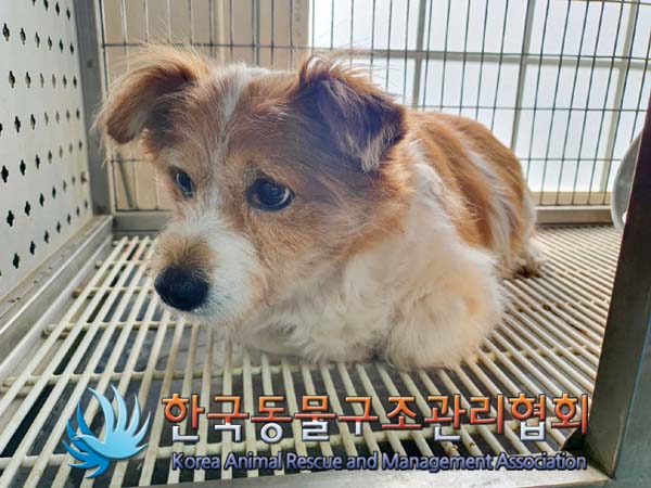 한국동물구조관리협회_441409202400310