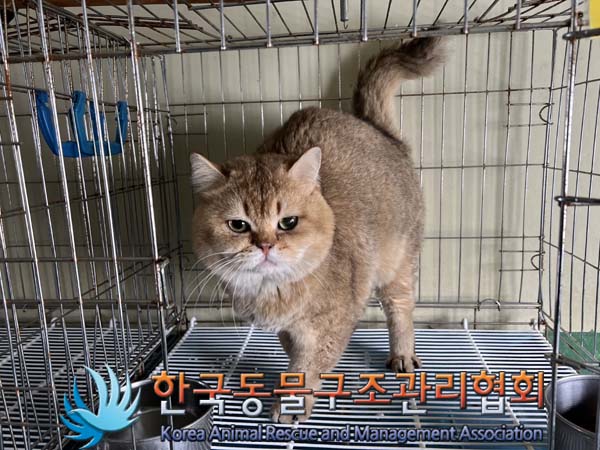 종료(입양) 브리티…