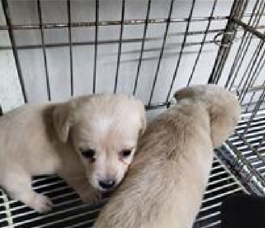 (사)하얀비둘기_426336202400049