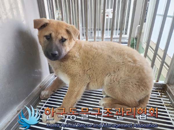 한국동물구조관리협회_411300202400049