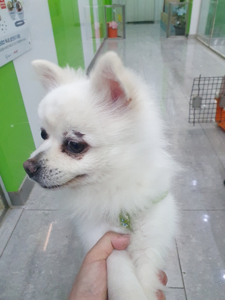 펫앤쉘터동물병원_441378202400102