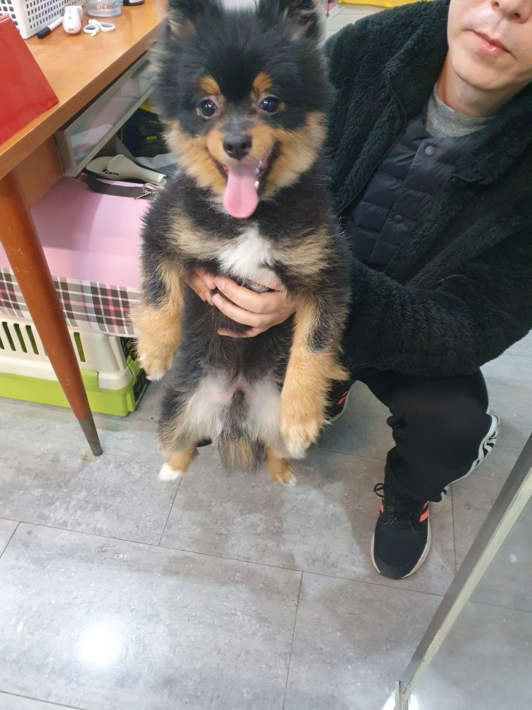펫앤쉘터동물병원_441378202400101