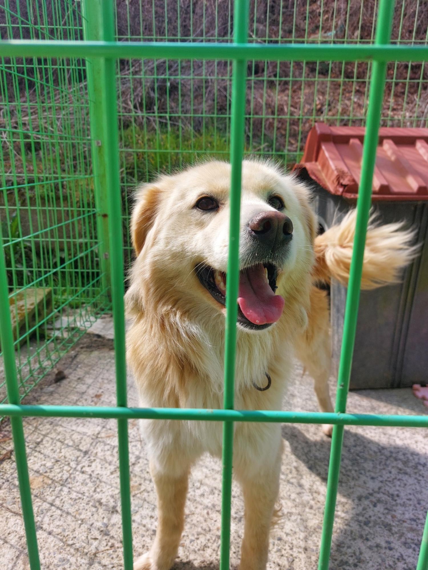 거제시유기동물보호소_448537202400301