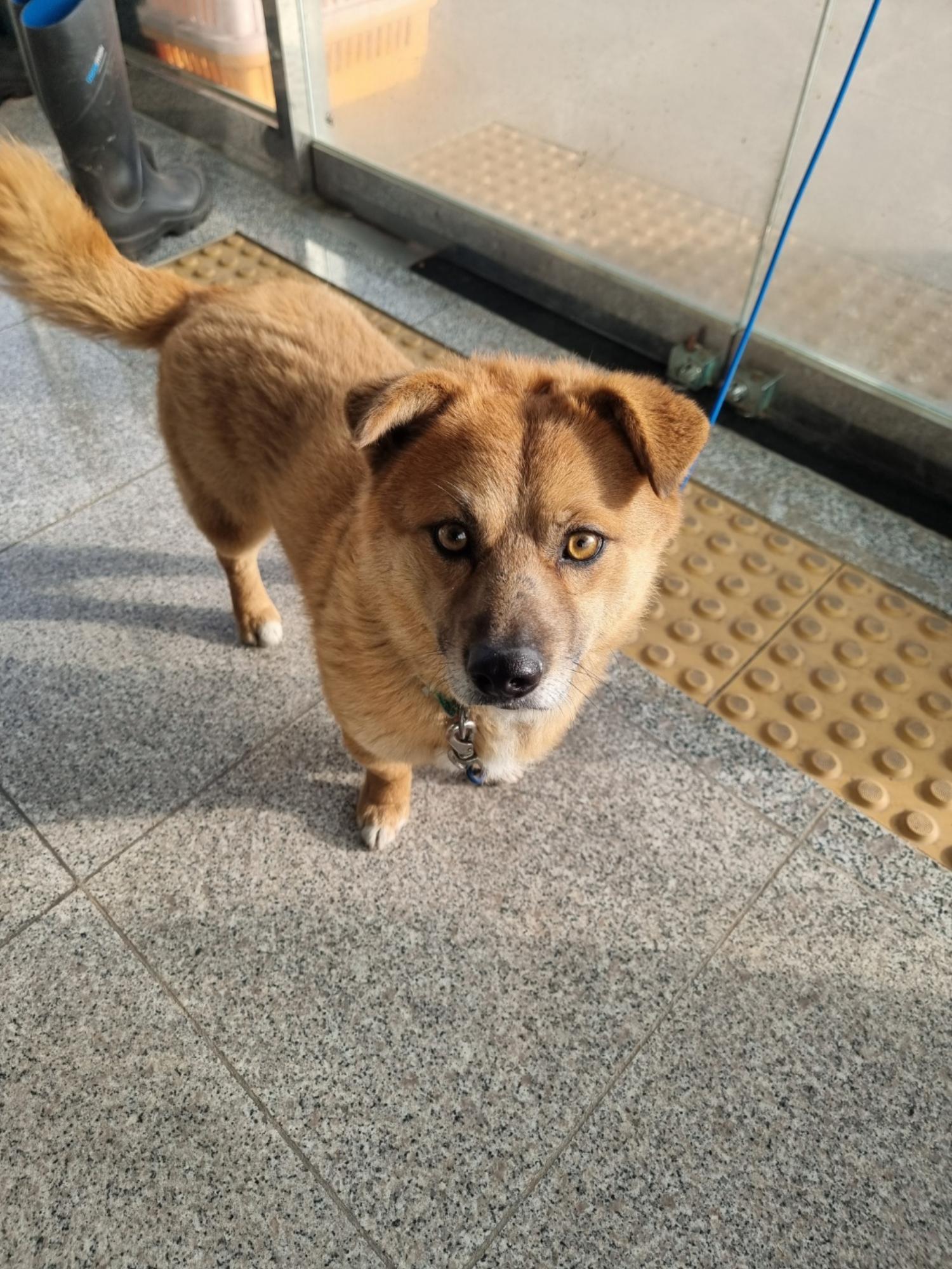 구미시 동물보호센터_447508202400483