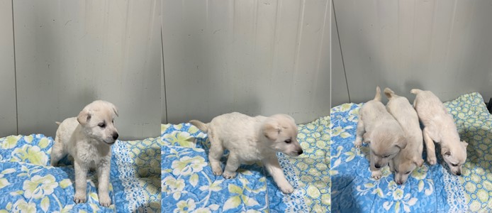부산동물보호센터_426325202400024
