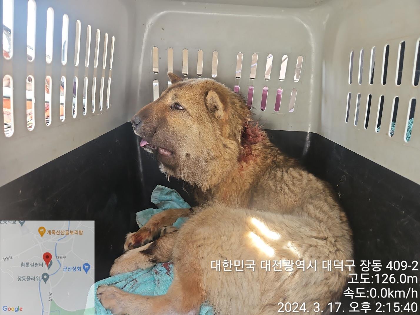 대전동물보호센터_430368202400049