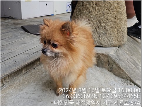보호중 포메라니안의…