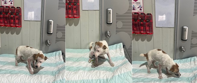 부산동물보호센터_426328202400015