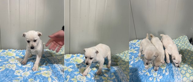 부산동물보호센터_426325202400026
