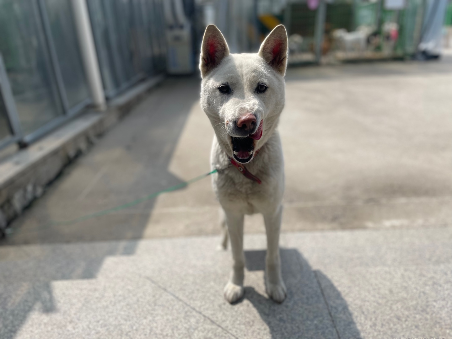광주 동물보호소_429362202400101