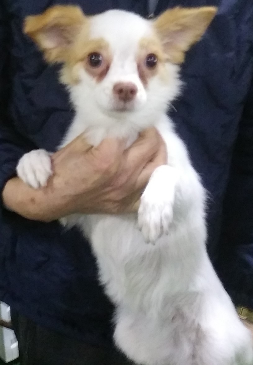 인천광역시수의사회_428352202400064