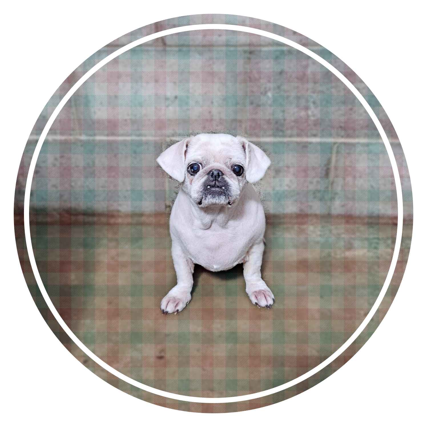 군산유기동물보호센터_445467202400384