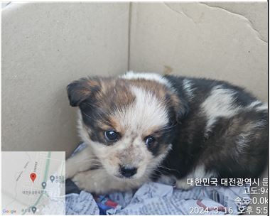 보호중 믹스견의 가…