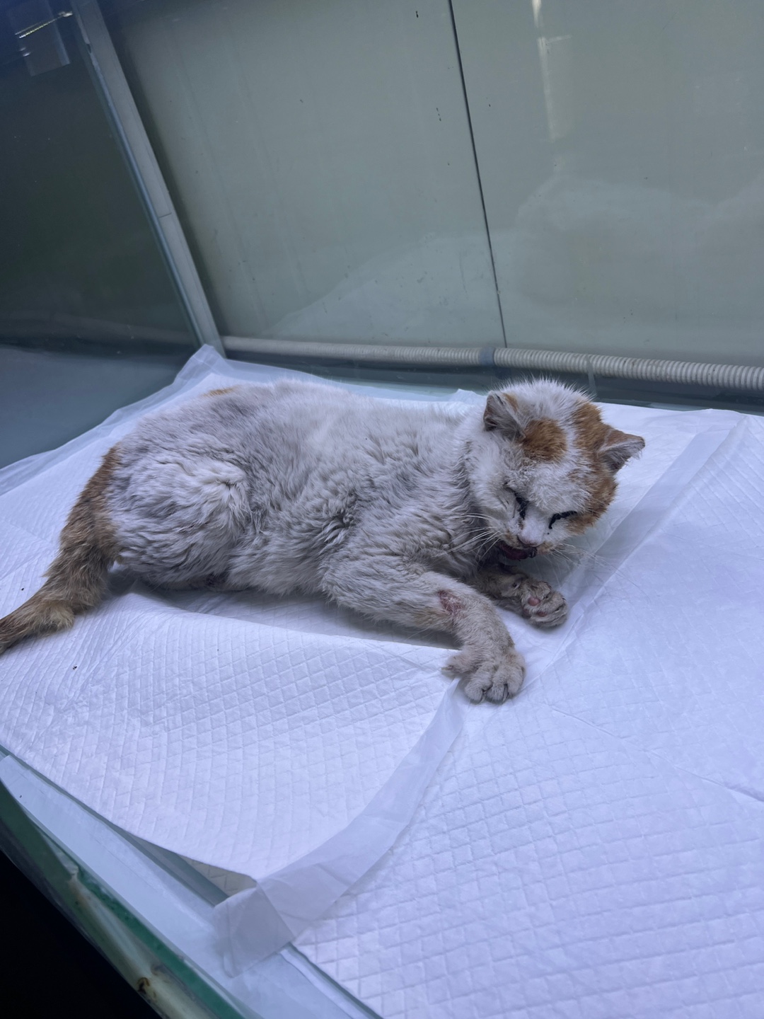 부산동물보호센터_426326202400090