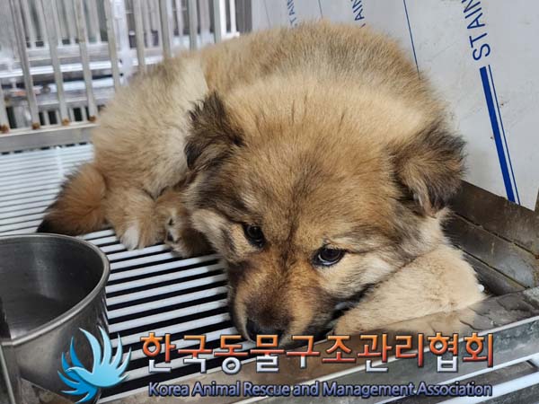보호중 믹스견의 가…