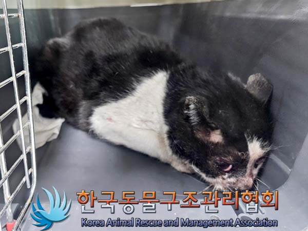 종료(안락사) 한국…