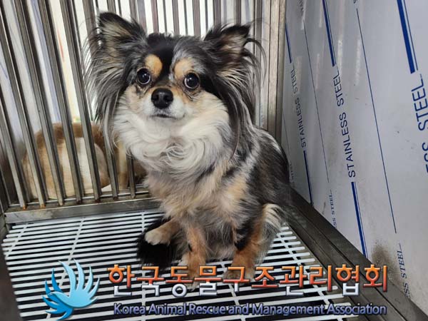 종료(반환) 치와와…