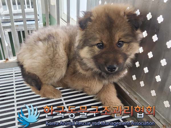 한국동물구조관리협회_411311202400117
