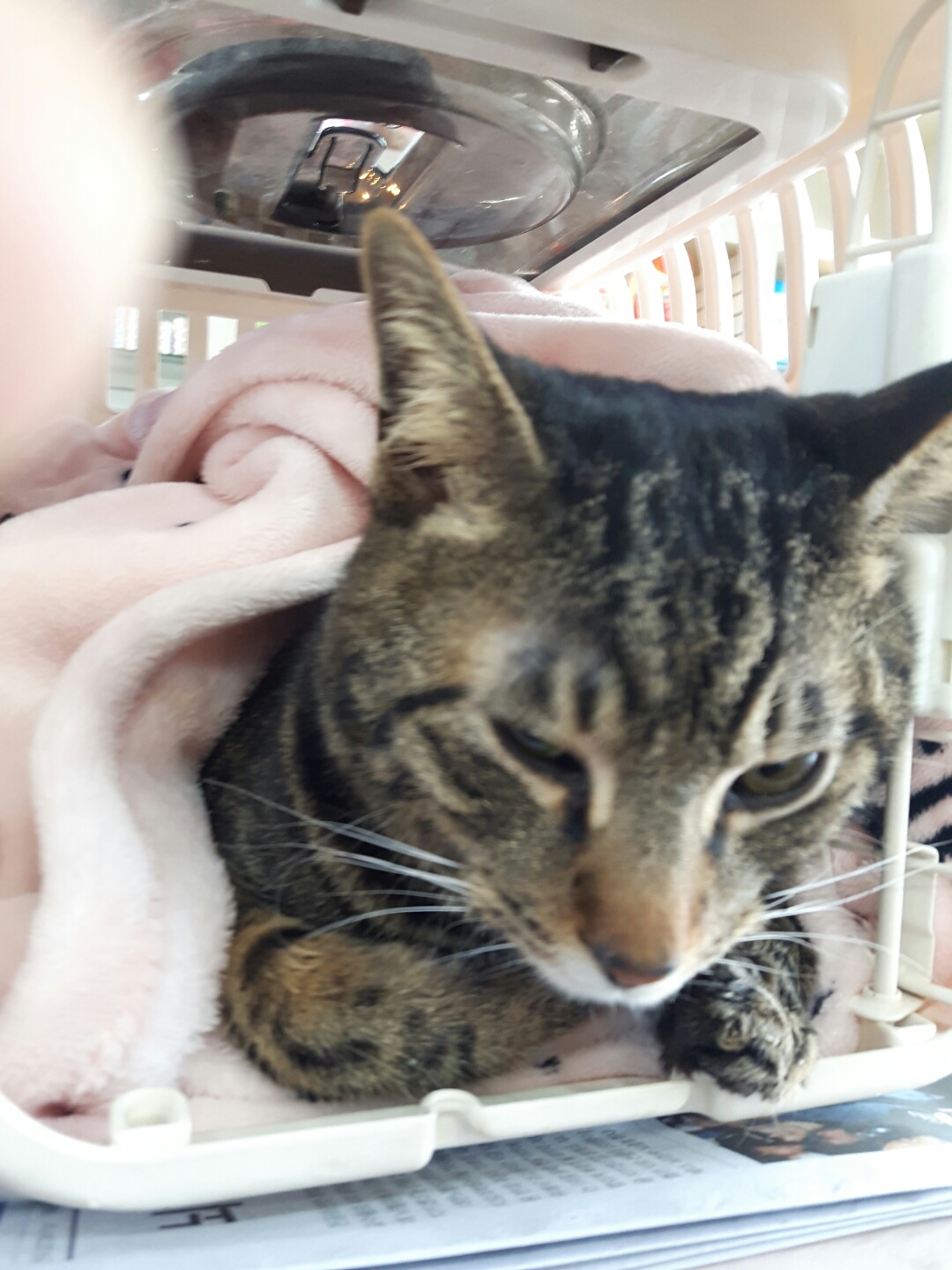 강남동물병원_431370202400089