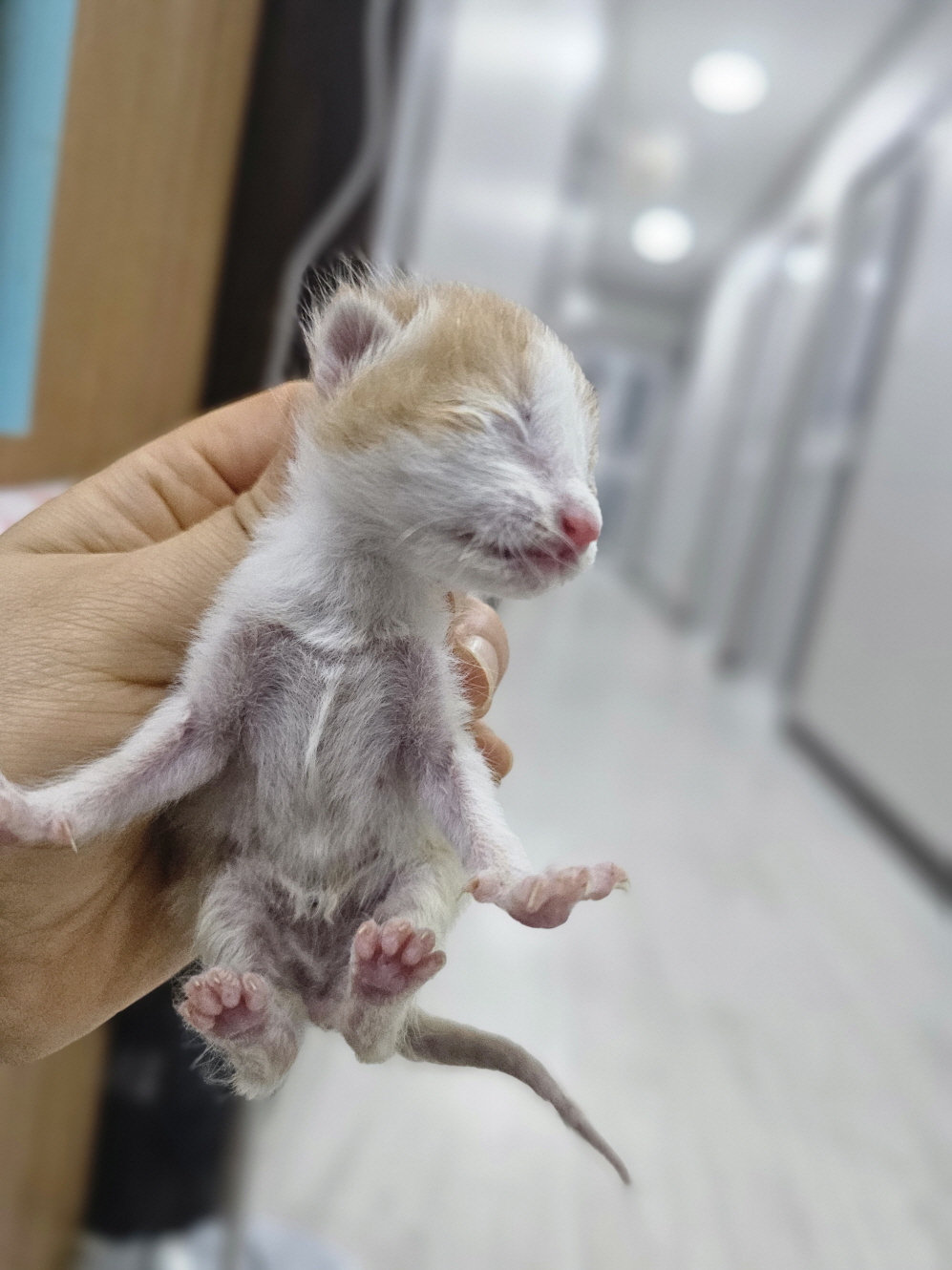 보령길고양이보호협회_444451202400289