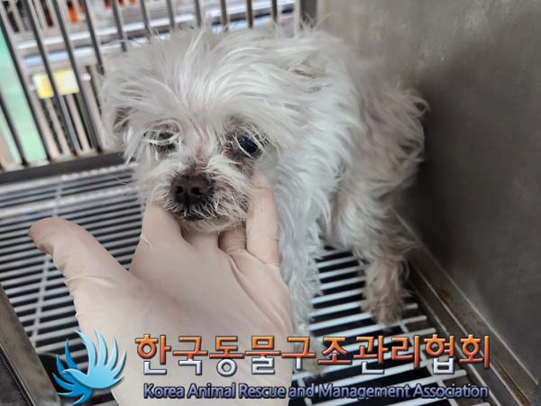 종료(자연사) 말티…