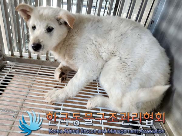 종료(안락사) 믹스…