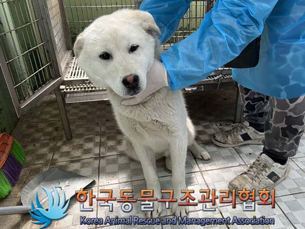 종료(안락사) 믹스…