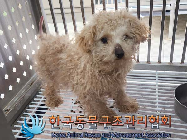 종료(입양) 말티즈…