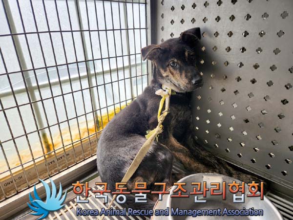 한국동물구조관리협회_411311202400120