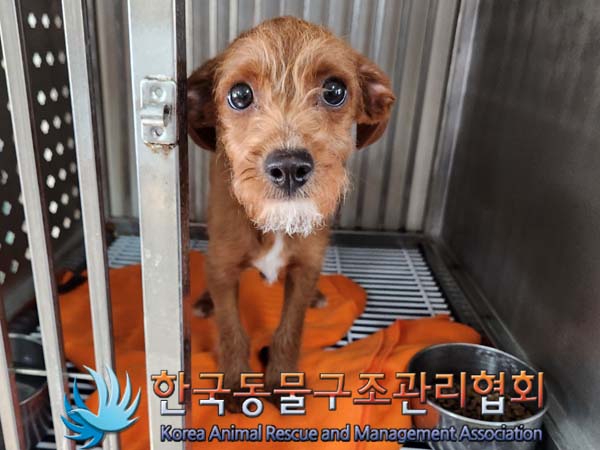 종료(입양) 믹스견…