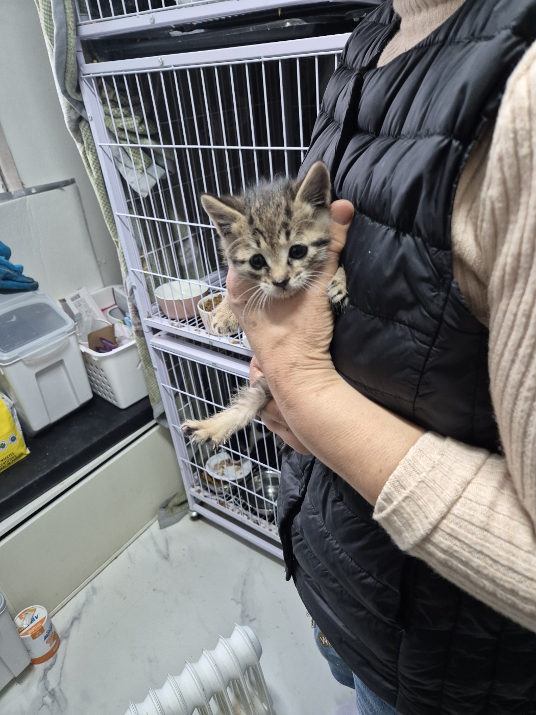 종료(입양) 한국 …