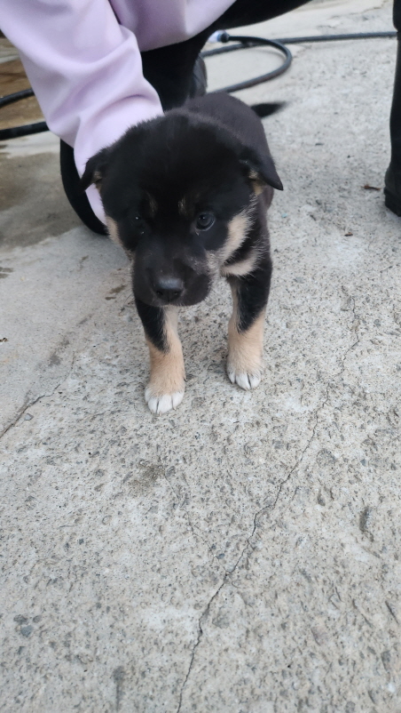 익산유기동물보호소_445468202400553