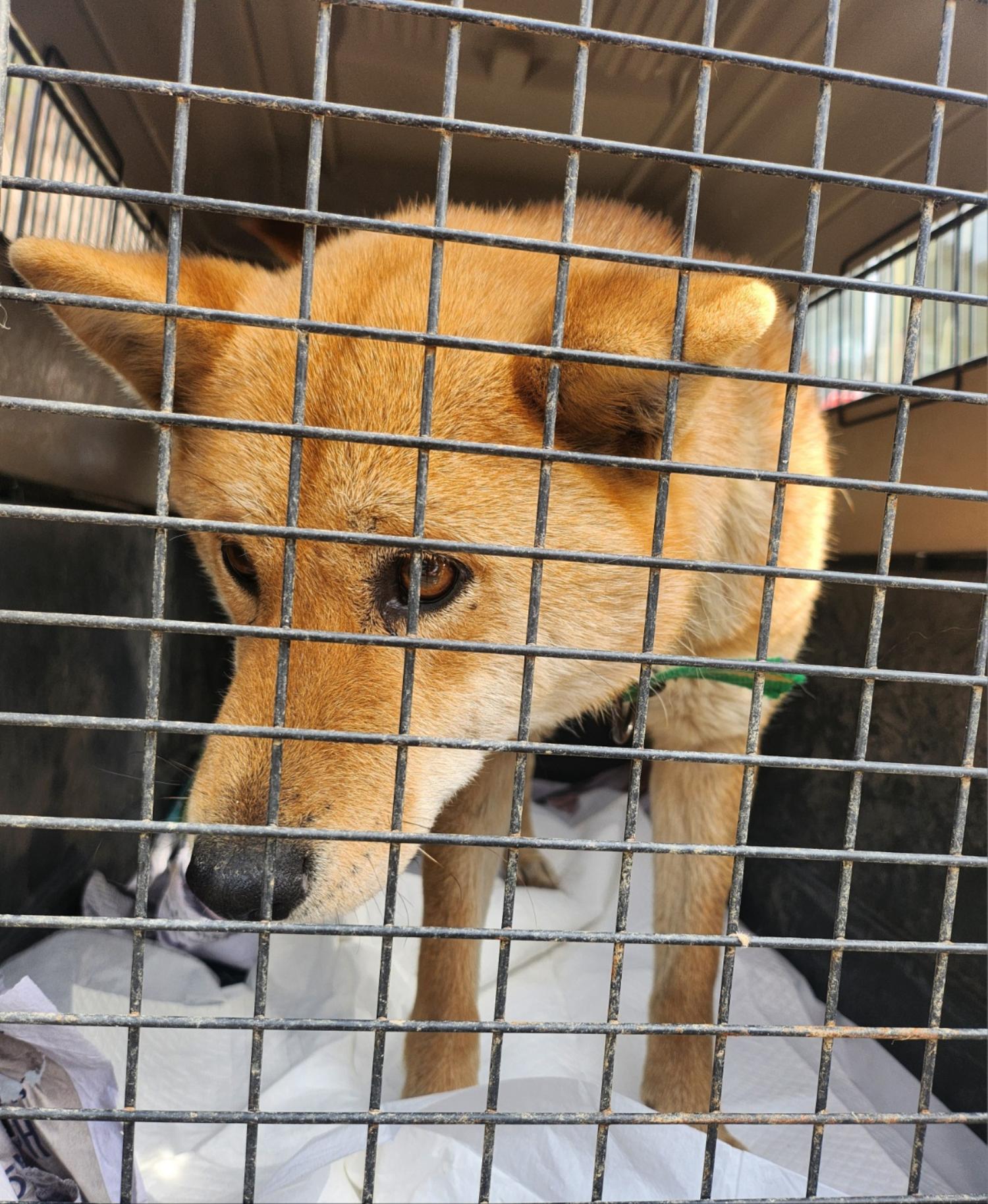 울산유기동물보호센터_431373202400195