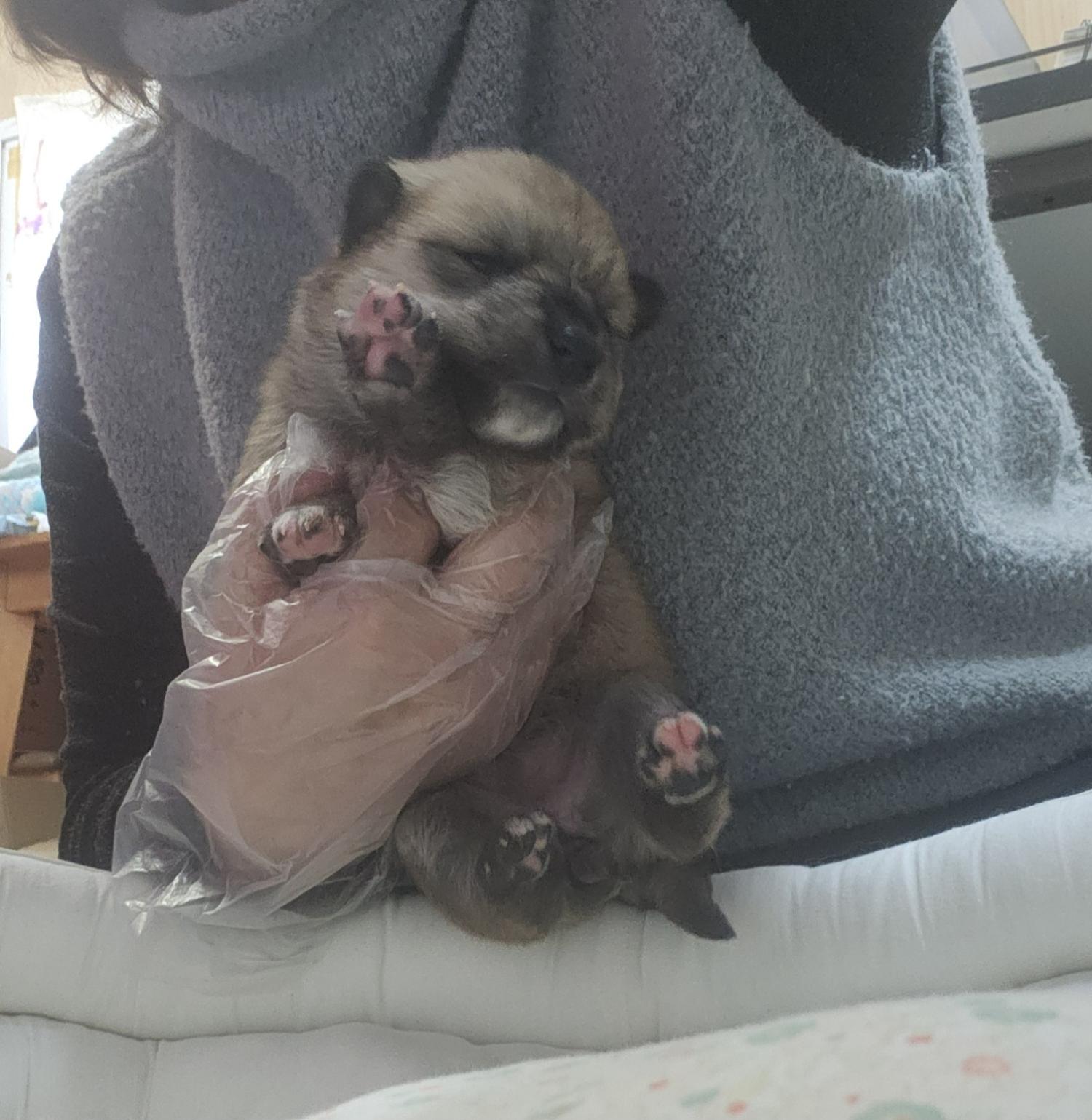 울산유기동물보호센터_431373202400198