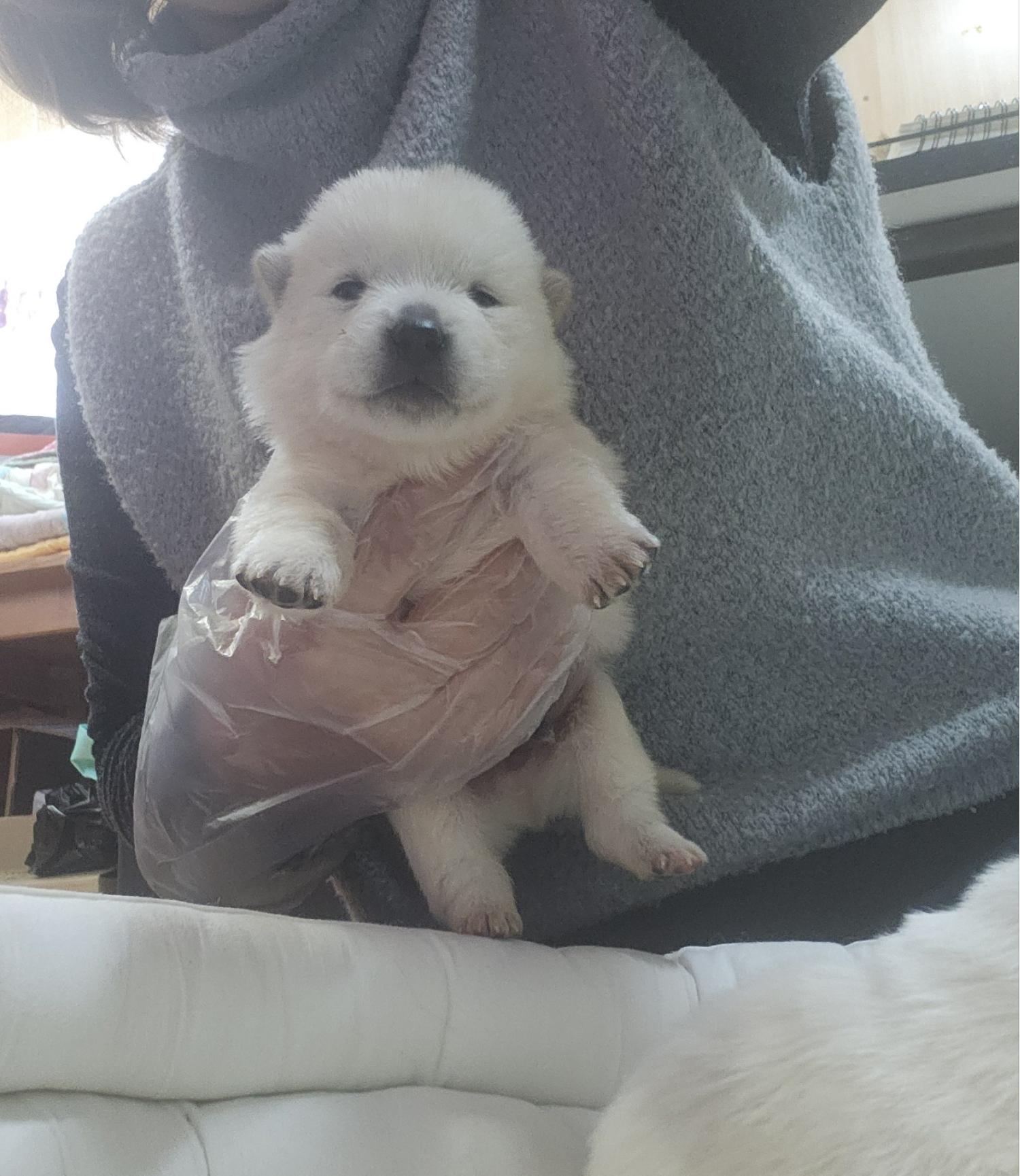 울산유기동물보호센터_431373202400196