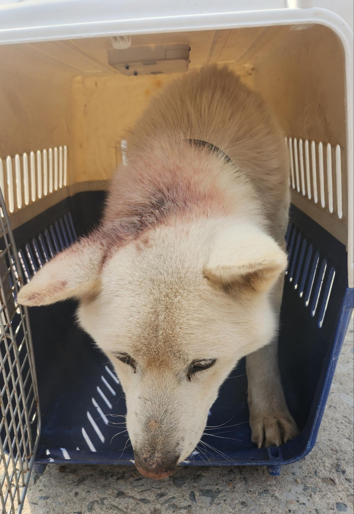 울산유기동물보호센터_431373202400201