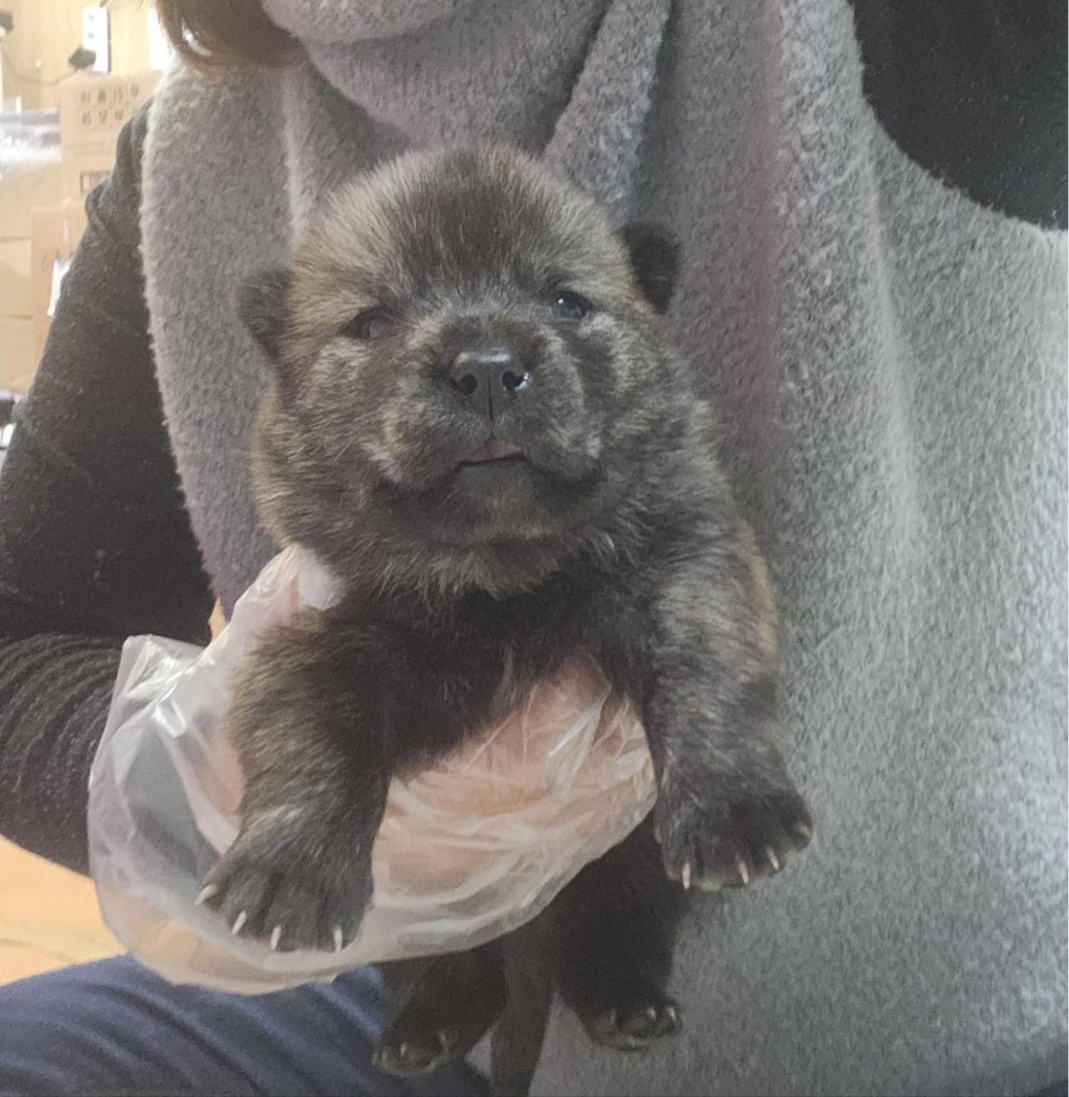 울산유기동물보호센터_431373202400199