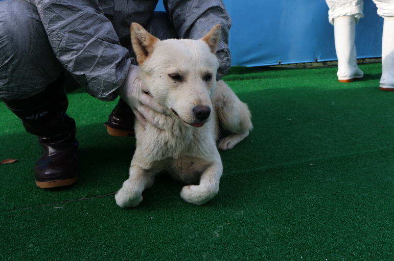 제주 동물보호센터_450650202400841