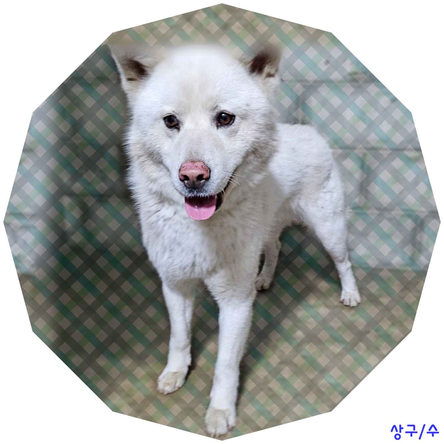 군산유기동물보호센터_445467202400399