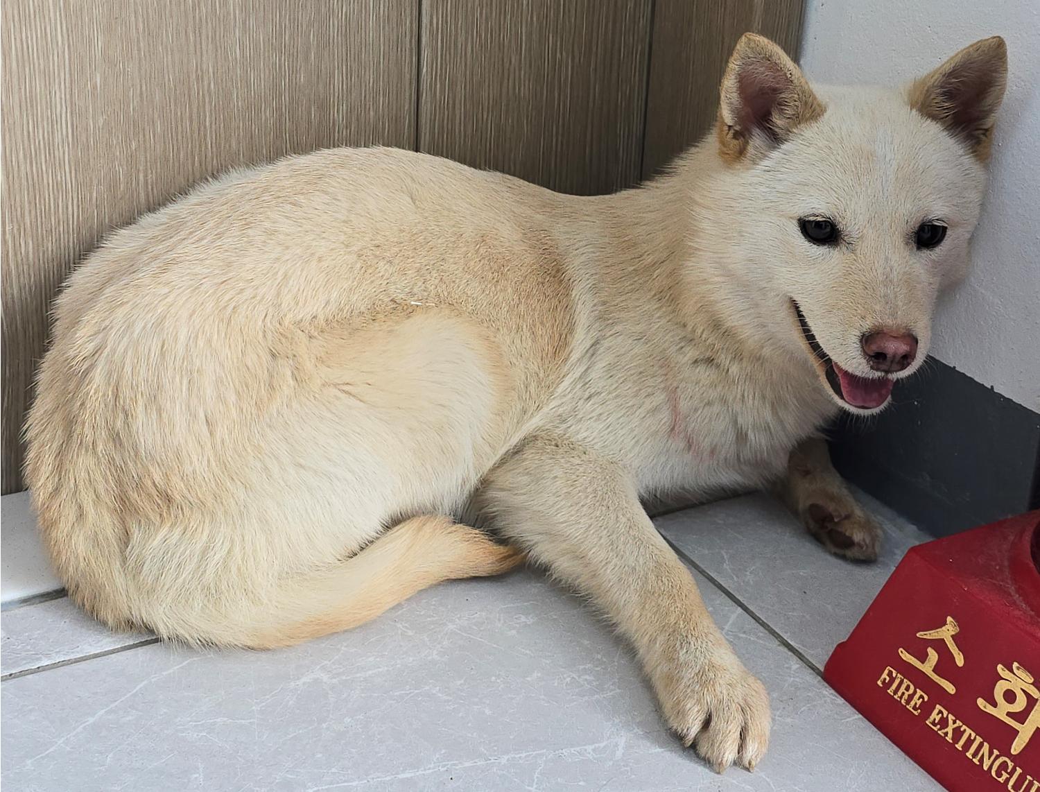 담양군 동물보호센터_446485202400082
