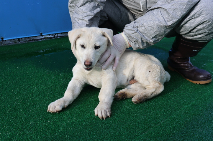 제주 동물보호센터_450650202400853