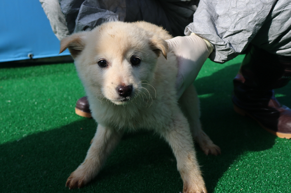 제주 동물보호센터_450650202400836