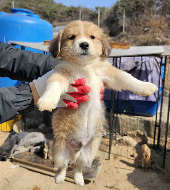철원군_442430202400043